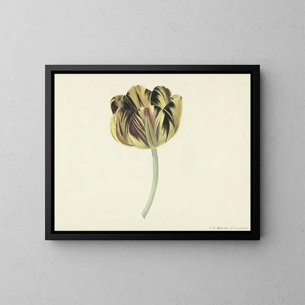 Tulip named Bizard Rosette - Cornelis van Noorde — kehystetty taideteos seinällä