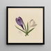 Crocus - Mary Vaux Walcott — kehystetty taideteos seinällä