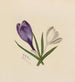 Crocus - Mary Vaux Walcott — näkymä teoksesta