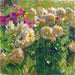 Dahlias - Carl Moll — näkymä teoksesta