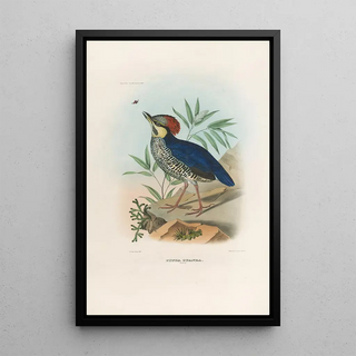 Daniel Giraud Elliot - A monograph of the Pittid or family of antthrushes Pl03.webp