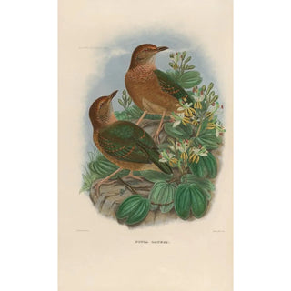 Daniel Giraud Elliot - A monograph of the Pittid or family of antthrushes Pl10.webp