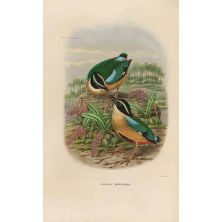 Daniel Giraud Elliot - A monograph of the Pittid or family of antthrushes Pl19.webp