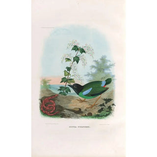 Daniel Giraud Elliot - A monograph of the Pittid or family of antthrushes Pl41.webp
