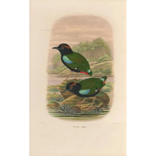 Daniel Giraud Elliot - A monograph of the Pittid or family of antthrushes Pl45.webp