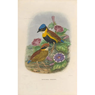 Daniel Giraud Elliot - A monograph of the Pittid or family of antthrushes Pl51.webp