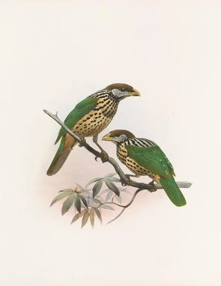 Daniel Giraud Elliot - Ailuraedus buccoides.webp
