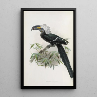 Daniel Giraud Elliot - Anorrhinus albocristatus.webp