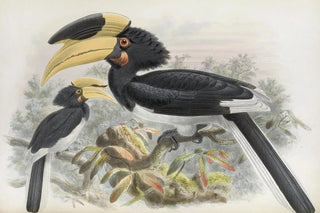 Daniel Giraud Elliot - Anthracoceros coronatus.webp