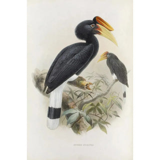 Daniel Giraud Elliot - Buceros sylvestris.webp