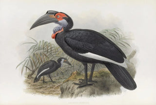 Daniel Giraud Elliot - Bucorvus pyrrhops.webp