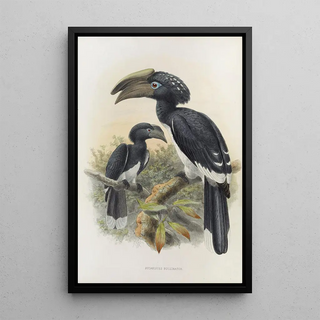 Daniel Giraud Elliot - Bycanistes buccinator.webp