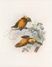 Diphyllodes chrysoptera - Daniel Giraud Elliot — näkymä teoksesta
