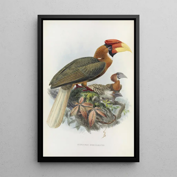 Daniel Giraud Elliotin Hydrocorax semigaleatus — kehystetty taideteos seinällä