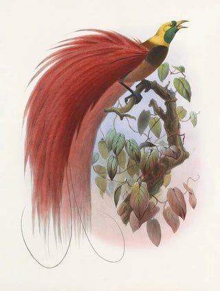 Daniel Giraud Elliot - Paradisea raggiana.webp
