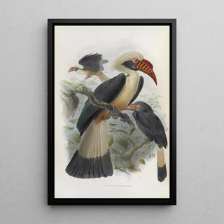 Daniel Giraud Elliot - Penelopides panini.webp