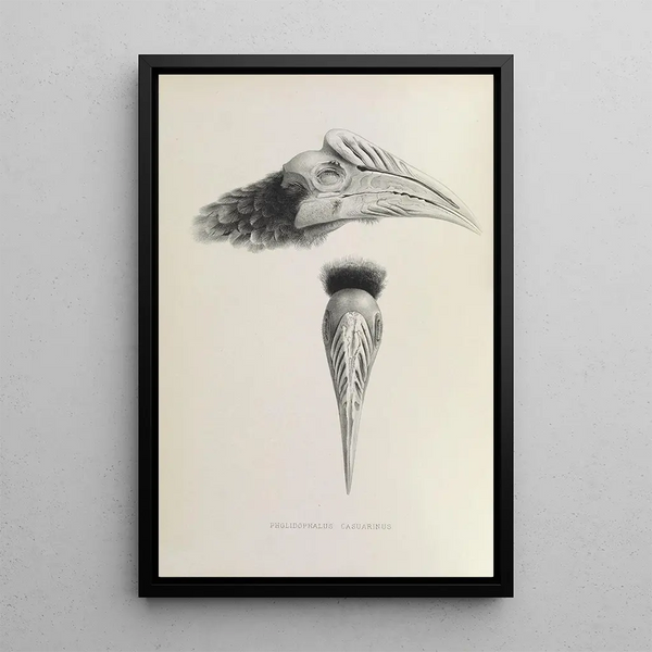 Maalauksen jäljennös Pholidophalus casuarinus - Daniel Giraud Elliot