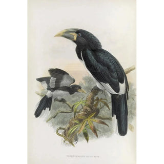Daniel Giraud Elliot - Pholidophalus fistulator.webp