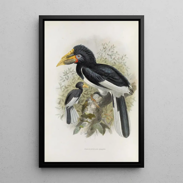 Maalauksen jäljennös Pholidophalus sharpii - Daniel Giraud Elliot