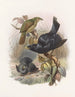 Ptilorhynchus violaceus - Daniel Giraud Elliot — näkymä teoksesta