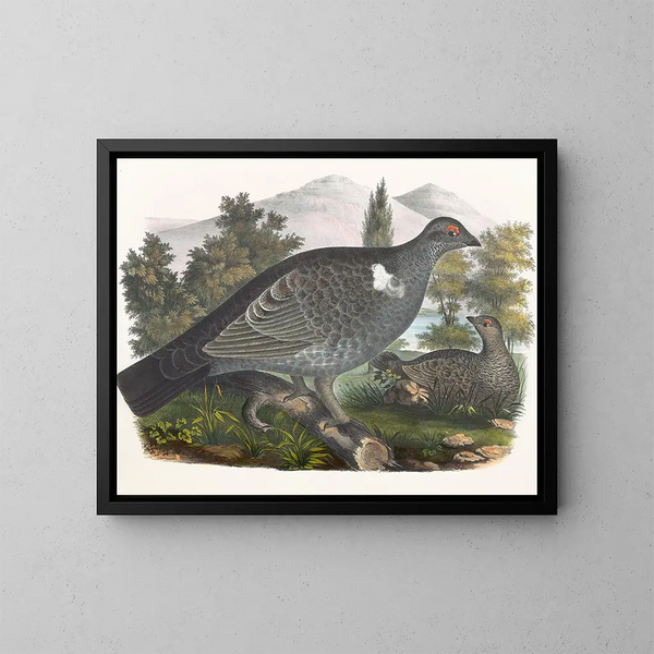 Grouse de Richardson - Daniel Giraud Elliot — kehystetty taideteos seinällä