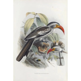 Daniel Giraud Elliot - Tockus erythrorhynchus.webp