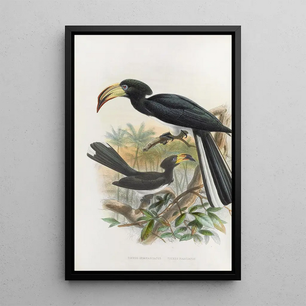 Maalauksen jäljennös Tockus fasciatus Tockus semifasciatus - Daniel Giraud Elliot