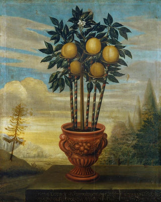 David von Cln - Orange tree in an urn.webp