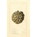 Maalauksen jäljennös Annona squamosa Sweet Sop - Deborah Griscom Passmore