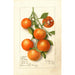 Citrus Calamondian - Deborah Griscom Passmore — näkymä teoksesta