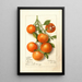 Citrus Calamondian - Deborah Griscom Passmore — kehystetty taideteos seinällä