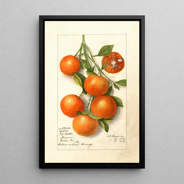 Citrus Calamondian - Deborah Griscom Passmore — kehystetty taideteos seinällä