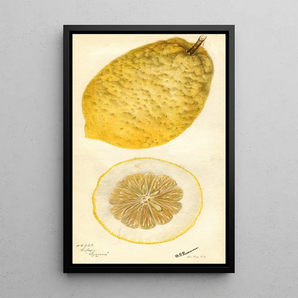 Citrus medica Lyman - Deborah Griscom Passmore — kehystetty taideteos seinällä