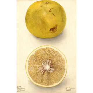 Deborah Griscom Passmore - Citrus paradisi Ellen.webp