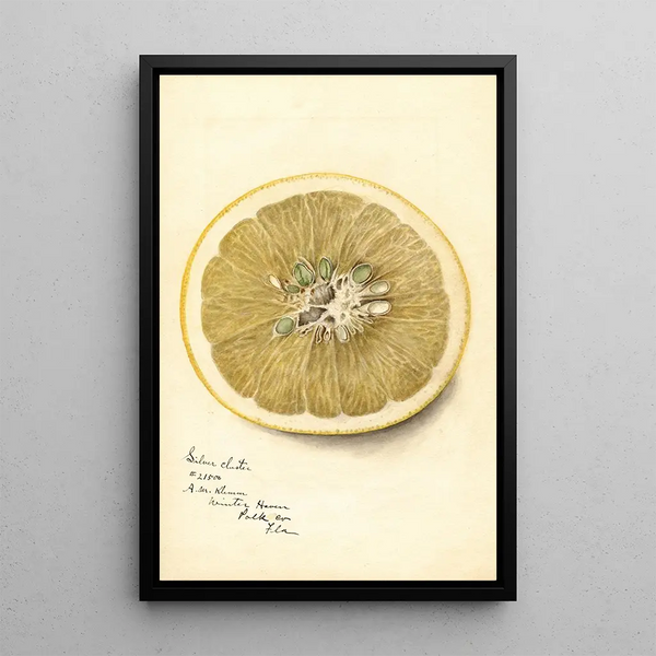 Maalauksen jäljennös Citrus paradisi Silver Cluster - Deborah Griscom Passmore