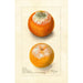 Citrus sinensis - Deborah Griscom Passmore — näkymä teoksesta