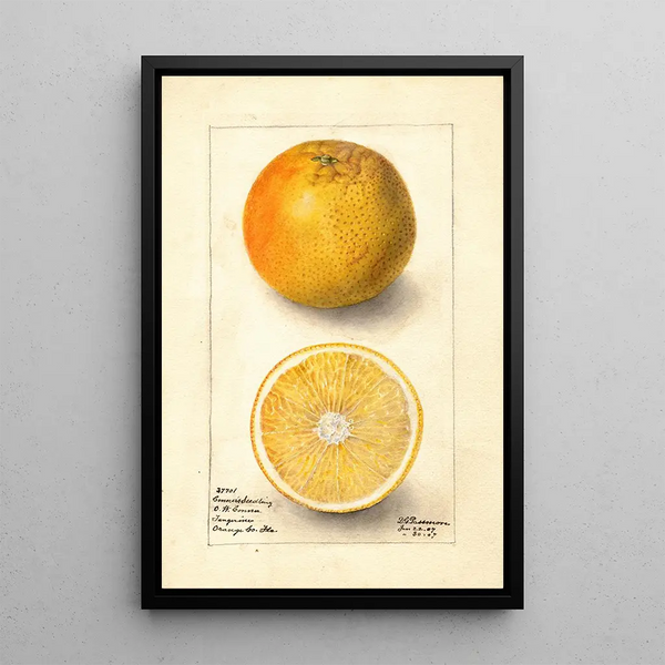 Citrus sinensis Conners Seedling - Deborah Griscom Passmore — kehystetty taideteos seinällä