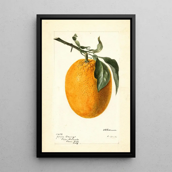 Citrus sinensis Joppa - Deborah Griscom Passmore — kehystetty taideteos seinällä