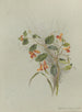 Album akvarelli Deborah Griscom Passmore Pl15 - Deborah Griscom Passmore — näkymä teoksesta