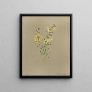 Deborah Griscom Passmore - Deborah Griscom Passmore watercolor album Pl42.webp