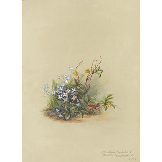 Deborah Griscom Passmore - Deborah Griscom Passmore watercolor album Pl43.webp