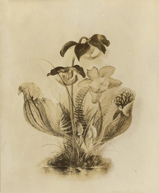 Deborah Griscom Passmore - Deborah Griscom Passmore watercolor album Pl61.webp