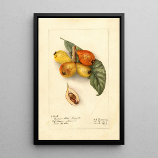 Deborah Griscom Passmore - Eriobotrya japonica Baronne Hall.webp