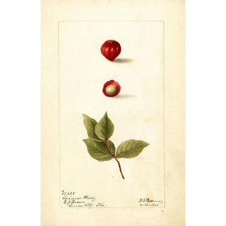 Deborah Griscom Passmore - Eugenia uniflora.webp