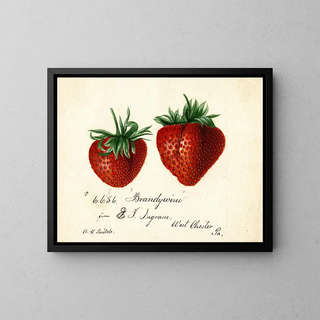 Deborah Griscom Passmore - Fragaria Brandywine.webp