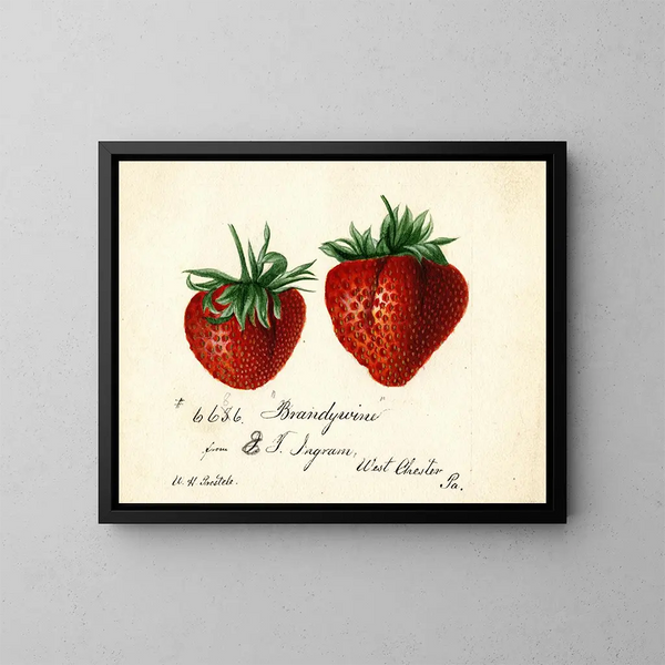 Fraise Brandywine - Deborah Griscom Passmore — kehystetty taideteos seinällä