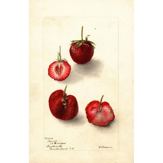 Deborah Griscom Passmore - Fragaria Maynor.webp
