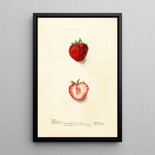 Deborah Griscom Passmore - Fragaria Nick Ohmer.webp