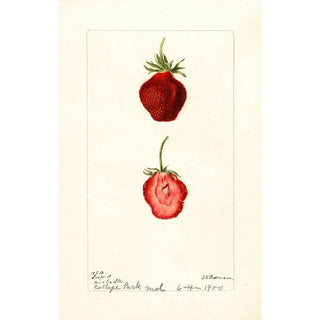 Deborah Griscom Passmore - Fragaria Seaford.webp