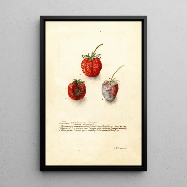 Fragaria Tennessee - Deborah Griscom Passmore — kehystetty taideteos seinällä